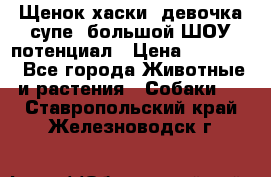 Щенок хаски, девочка супе, большой ШОУ потенциал › Цена ­ 50 000 - Все города Животные и растения » Собаки   . Ставропольский край,Железноводск г.